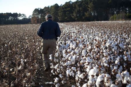 Farmer Roy Baxley, Jr. walks through a cotton field during the harvest on his farm in Minturn, South Carolina in this November 24, 2012. REUTERS/Randall Hill/Files