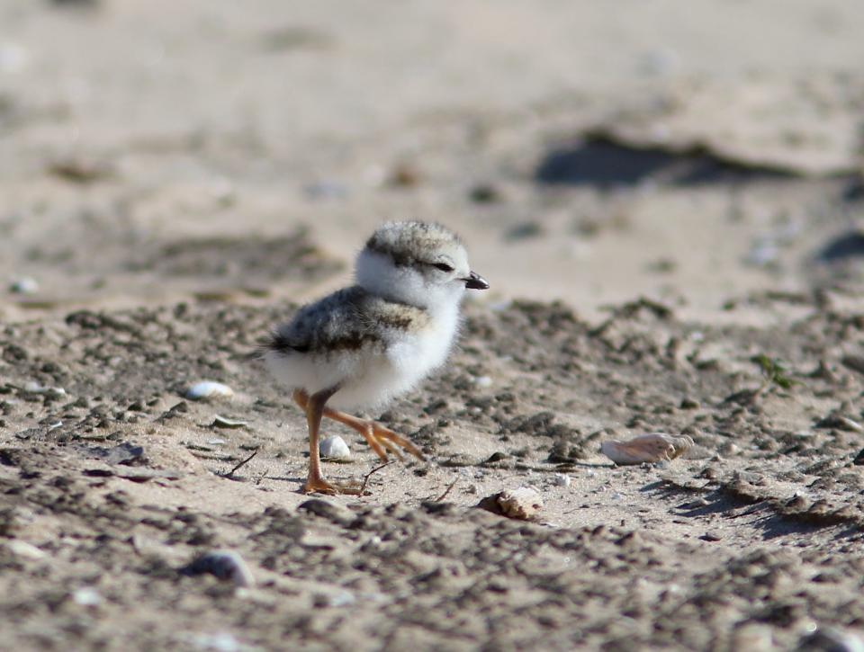 A piping plover chick walks near its nest on the Cat Island complex in lower Green Bay.