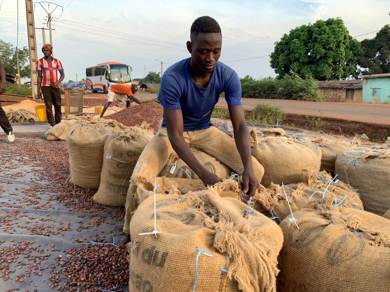 FILE PHOTO: A worker sews up cocoa bags after drying to load them into a truck bound for the port of San Pedro, at a cocoa cooperative in Duekoue