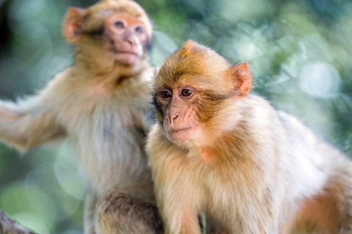 In October, the Barbary macaque was listed as a species threatened with extinction on the Convention on International Trade in Endangered Species (CITES). (AFP Photo/FADEL SENNA)