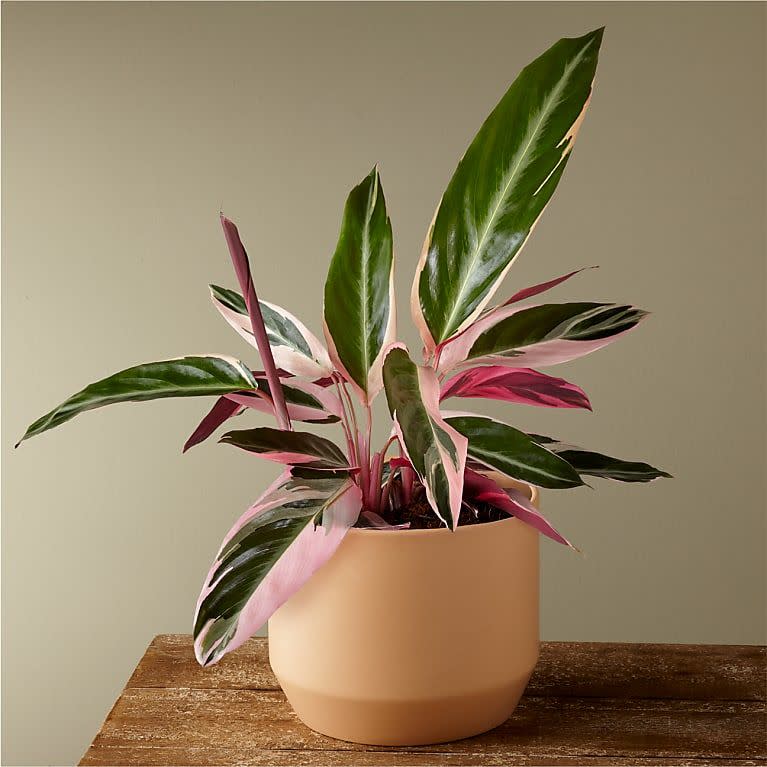 Calathea Stromanthe Triostar