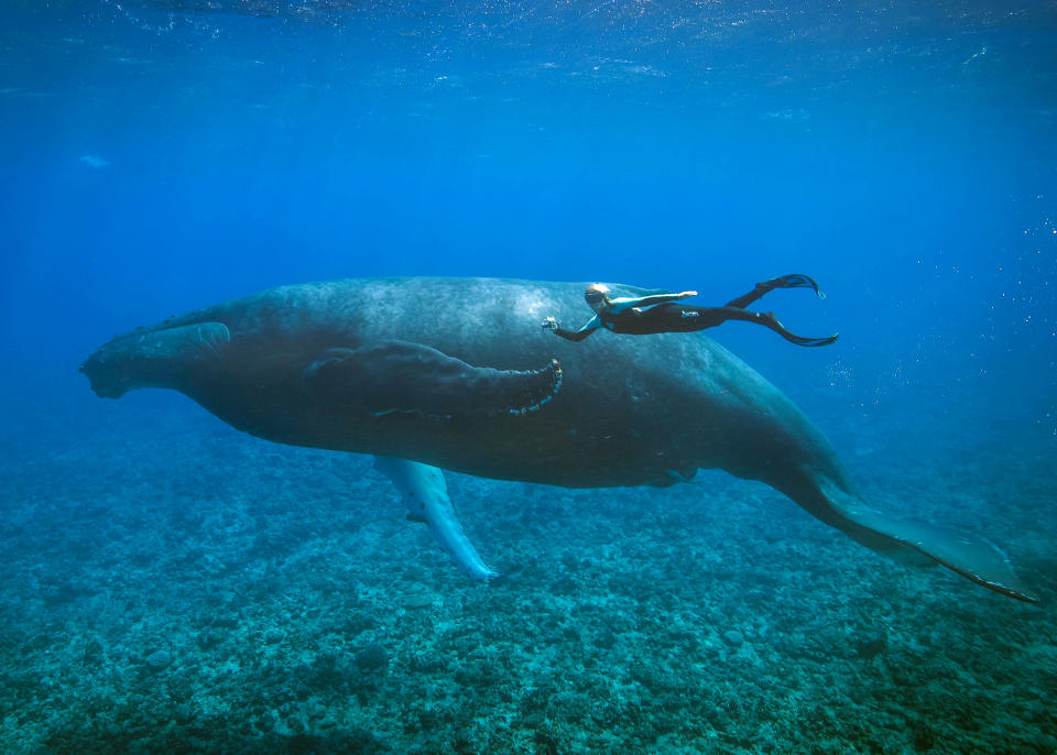 Meet the woman dispelling the myths about one of the worlds most feared ocean predators by swimming without protection with great white shark. Petite beauty Ocean Ramsey travels the globe swimming with many species of sharks hoping to prove they are nothing like their Jaws film reputation. In these incredible photographs friend Juan Oliphant caught on camera the moment a massive 17-foot Great White let Ocean tail ride through the deep. Shark conservationist Ocean, who is also a scuba instructor, model and freediver, swam with the massive fish in waters off Baja Mexico last year.PIC BY JUAN OLIPHANT / CATERS NEWS