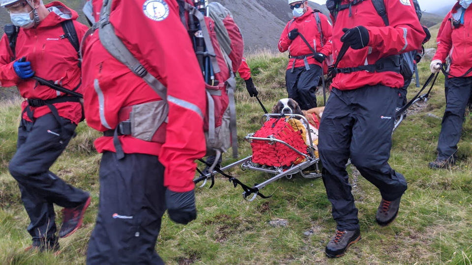 Volunteers from Wasdale mountain rescue team carry 121lb (55kg) St Bernard dog, Daisy from England's highest peak, Scafell Pike, Sunday July 26, 2020. The mountain rescue team spent nearly five hours rescuing St Bernard dog Daisy, who had collapsed displaying signs of pain in her rear legs and was refusing to move, while descending Scafell Pike. The Wasdale Mountain Rescue team rely on public contributions to their JustGiving.com/wasdalemrt page to fund their mountain safety efforts. (Wasdale Mountain Rescue via AP)