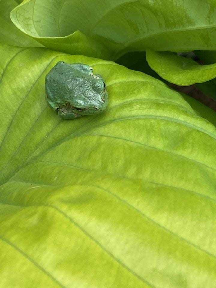 A juvenile gray tree frog watched as Joy Lauthers and I removed spent daylily blossoms at the Crawford County Fairgrounds' flower show building. Perhaps it was the company for "Company's Coming."