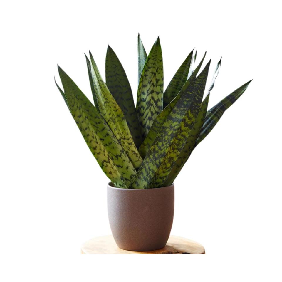 A snake plant