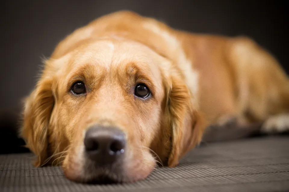 A golden retriever lies down on a carpeted surface with a relaxed expression