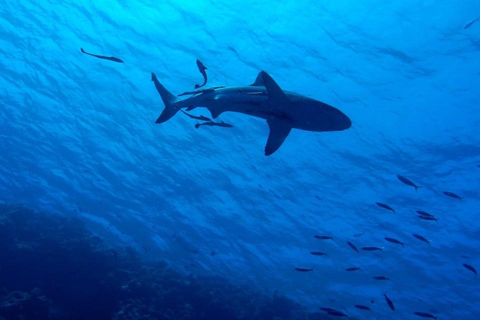 File image of a shark (Pixabay)