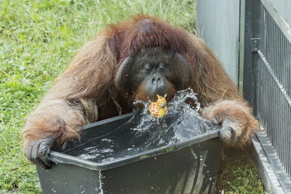 HANDOUT - An orang-utan plays with water at the zoo Schoenbrunn in Vienna, Austria, Tuesday, June 25, 2019. Europe is facing a heatwave with temperatures up to 40 degrees. (Daniel Zupanc/Vienna Zoo via AP)