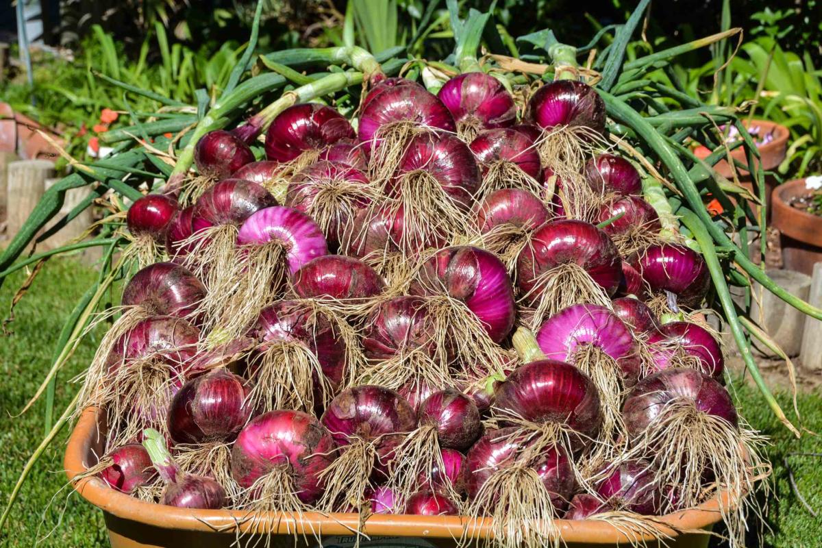 How to Grow Green Onions: From Seeds & Regrowing