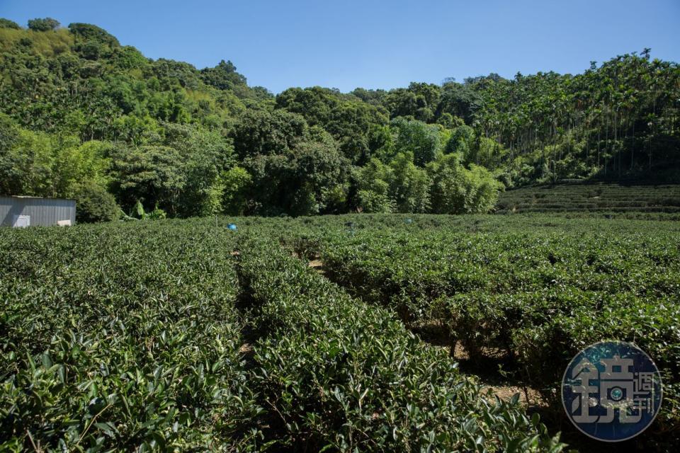 天芳茶行位於山區的有機茶園，由於不用農藥，因此生態多元，到了冬天，常見有山豬覓食，牠們會在茶徑旁挖土掘蚯蚓來吃，多到為患時，還得請原住民獵人來捕獵。