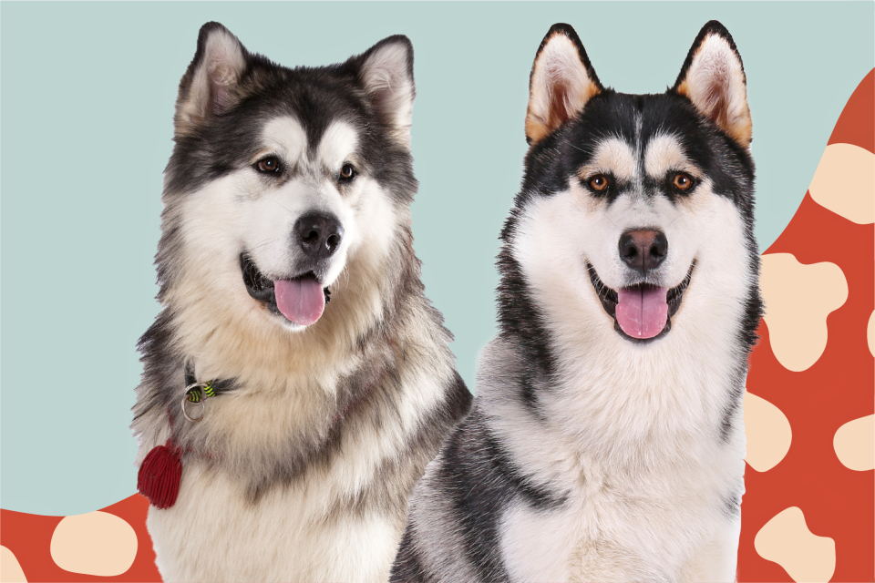 alaskan malamute vs siberian husky two dogs together in front of illustration background
