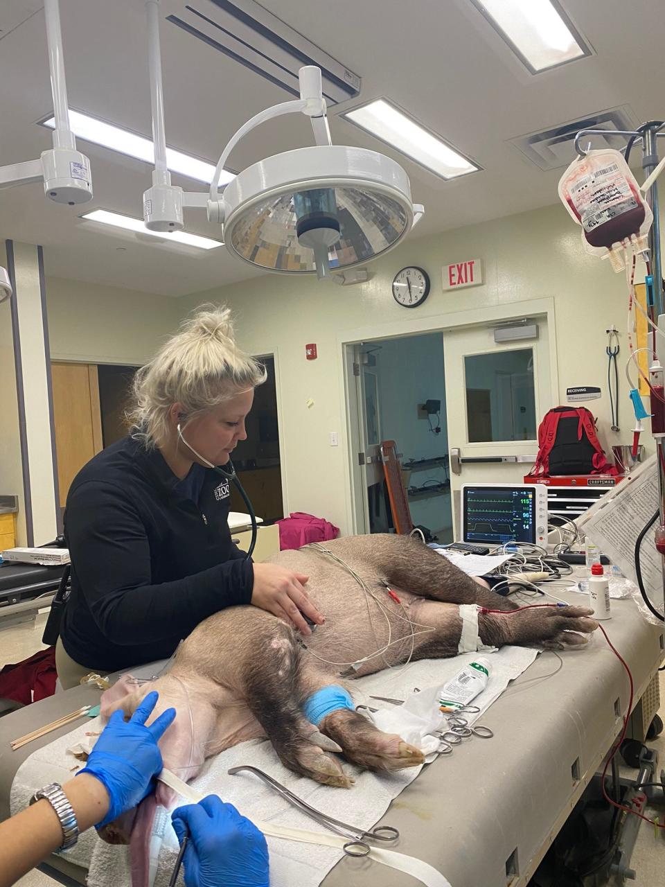 Veterinarians at the Cincinnati Zoo performed a blood transfusion on Ali, an 18-year-old aardvark, on Dec. 15.