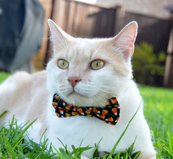 <a href="https://www.etsy.com/listing/455324910/halloween-cat-collar-halloween-cat-bow" target="_blank">Get it here</a>.&nbsp;