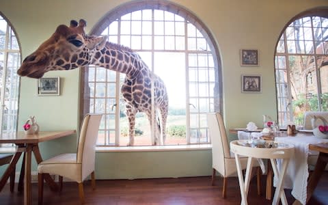 Giraffe Manor, Nairobi, Kenya - Credit: Robin Moore/Robin Moore