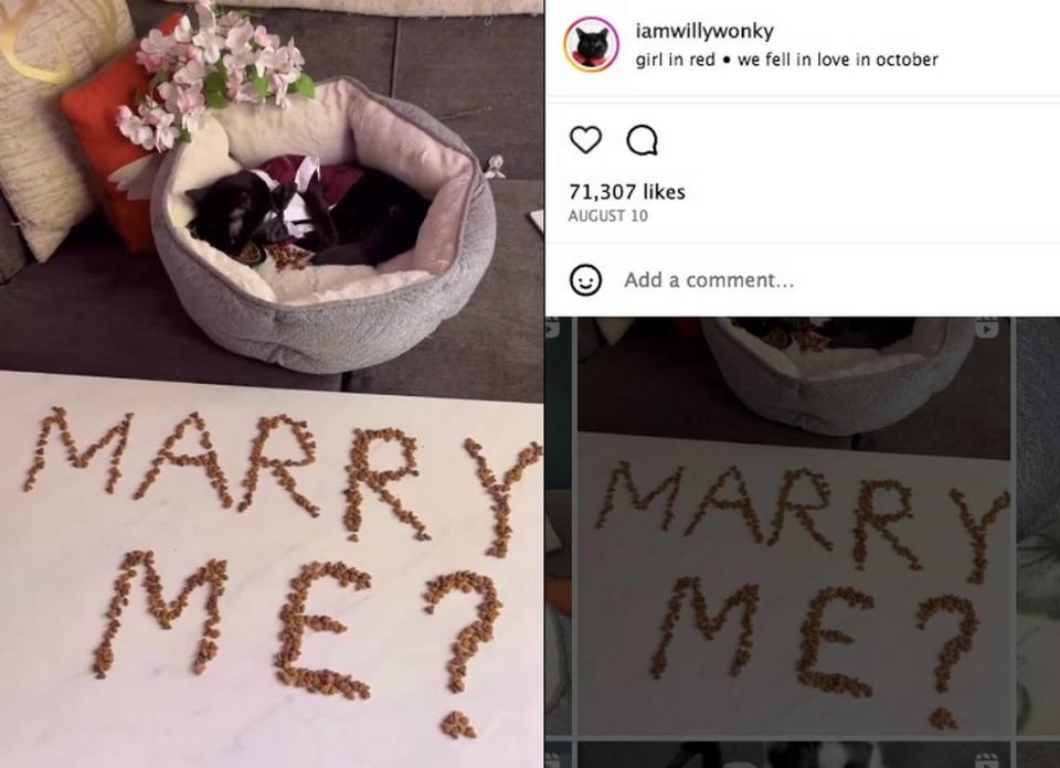 Willy “proposed” to Phoebe on social media with a sign made of cat food. Instagram screengrab/Iamwillywonky