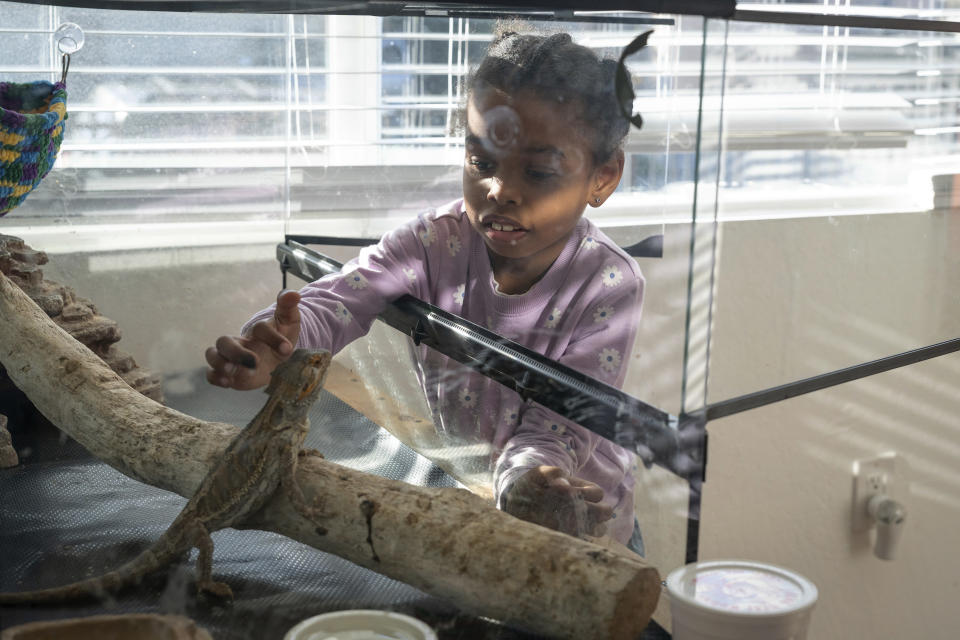 Neveah, 6, pets her pet bearded dragon lizard, named Gizmo, at home in Oakland, Calif., on Friday Nov. 24, 2023. (AP Photo/Loren Elliott)