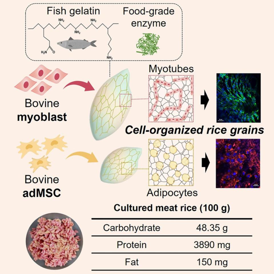 A graphic explains the growing process. Yonsei University