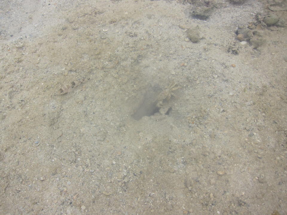 In an unusual house-sharing arrangement, the crab and the gobi (a species of fish) live together in a hole of the coral rubble. One barrows deep in the sand, while the other watches out for prey. Who says animals from different species don't lend a helping hand? (Yahoo! Singapore/ Karen Vera)