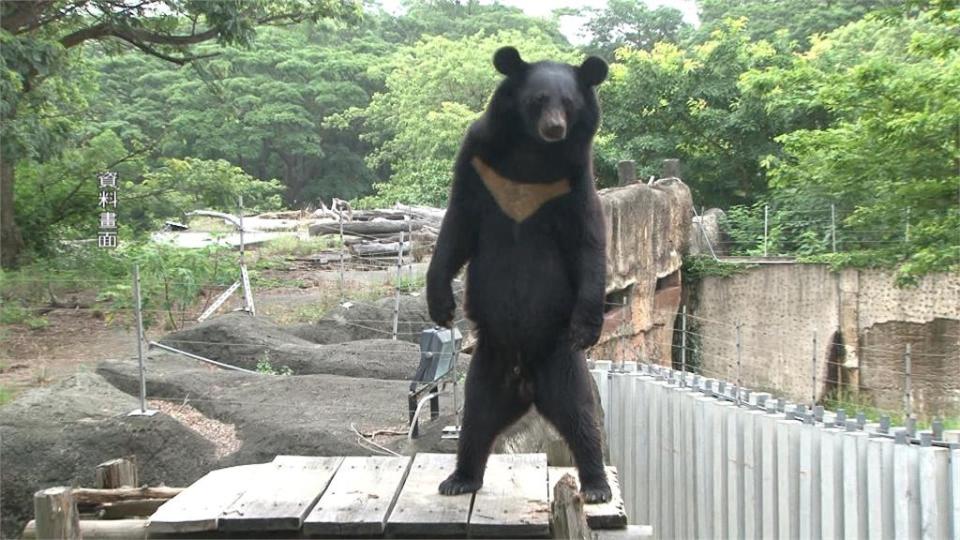 台灣黑熊「波比」戴上牙套　張嘴見兩顆大鋼牙