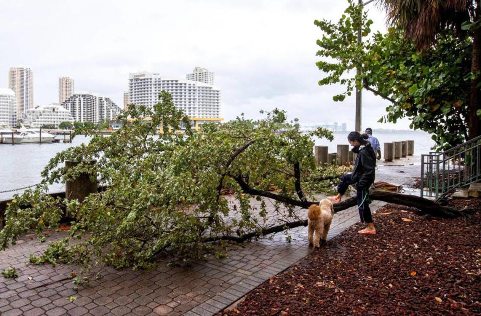 A woman walks her dog around a downed tree after a night of heavy rain and wind off Brickell Bay Drive in the Brickell neighborhood of Miami, Florida, on Saturday, June 4, 2022.
