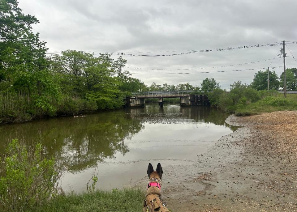 Matawan explorer and historian Justin Dapolito visits Whale Creek in Cliffwood Beach with his dog Rayne. This is just one possible site that Captain William Kidd could have hidden his treasure.
