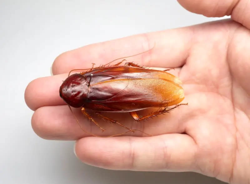 ▲台灣特有種蟑螂「台灣大蠊」體長可達54.5公釐，是蟑螂家族當中，體型最大的一種。（圖／X@柳澤靜磨）