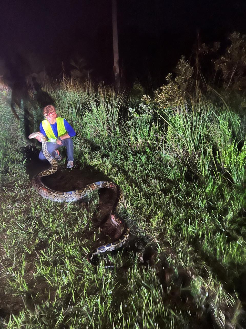 South Florida Water Management District python removal contractor Alex McDuffie with a breeding female Burmese python he and Florida Fish and Wildlife Conservation Commission Officer Matthew Rubenstein found July 11, 2022. They also recovered 23 eggs and 18 hatchlings.