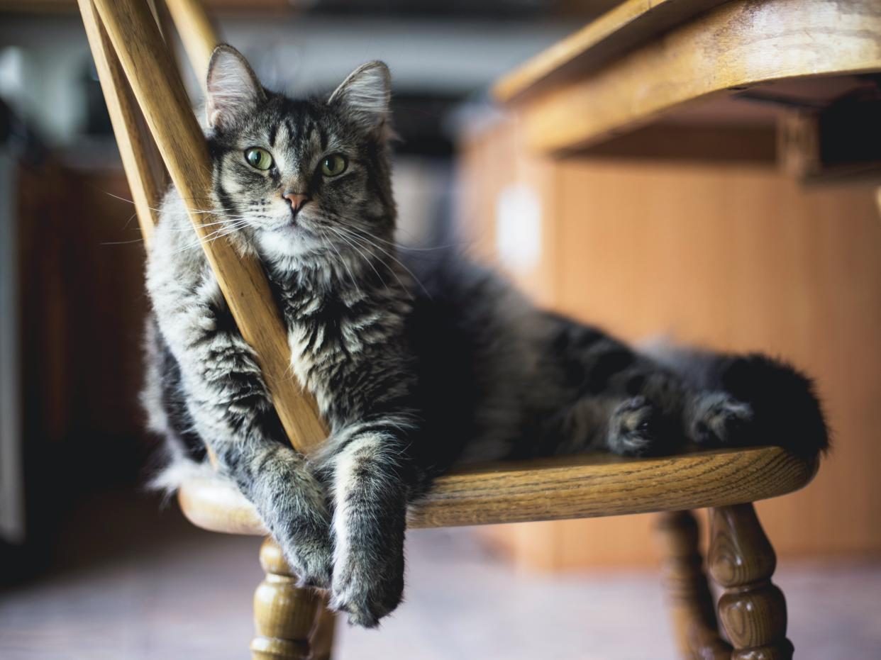 A cat sits on a chair (Kari Shea/Unsplash)