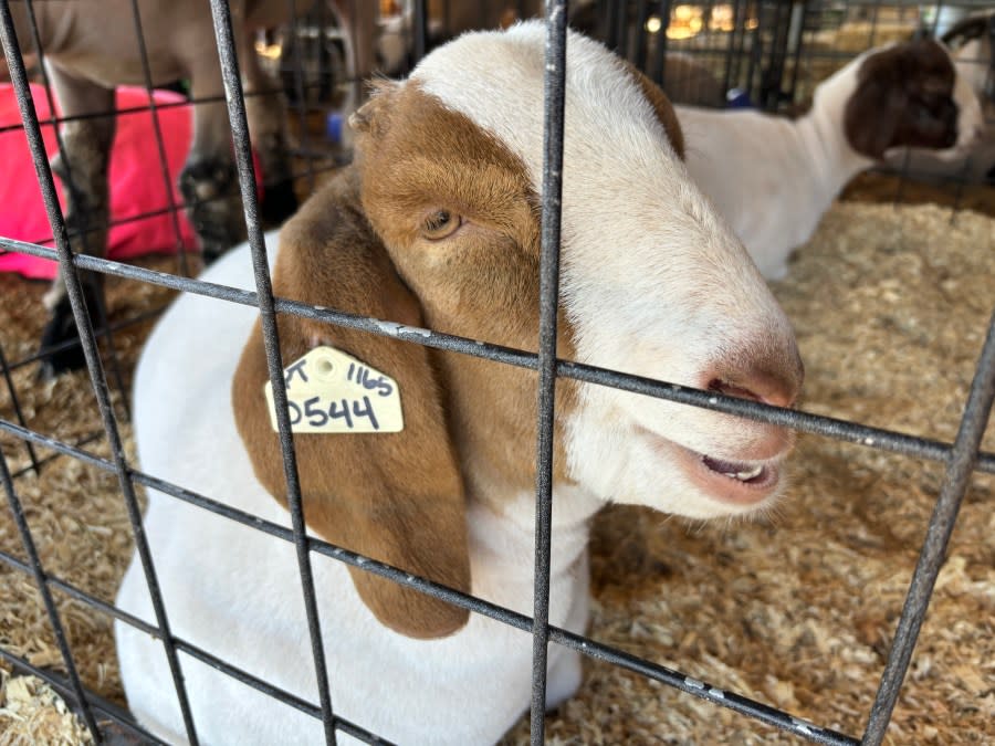 A goat in a pen at the 48th annual Smith County Junior Livestock Show.