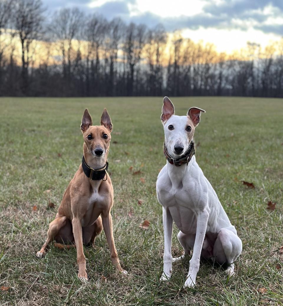 Brothers Rogue, left, and Reas, both whippets who live in Michigan City with Lindsay Manetti, are a winning pair. Rogue won in the air retrieve category in dock diving at the North America Diving Dogs' national championship competition in October 2023 in Springfield, Mo. Air retrieve is a competition for dogs to knock a bumper — a dog toy roughly the size of a waterfowl — the farthest in the water. Reas won the AKC Fast CAT Invitational championship in December in Orlando. CAT stands for a Coursing Ability Test, a timed 100-yard dash. Reas ran at 35.24 mph, and Rogue came in at 34.77 mph.