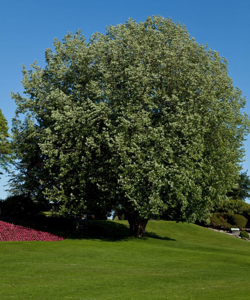 A large tree in a feild