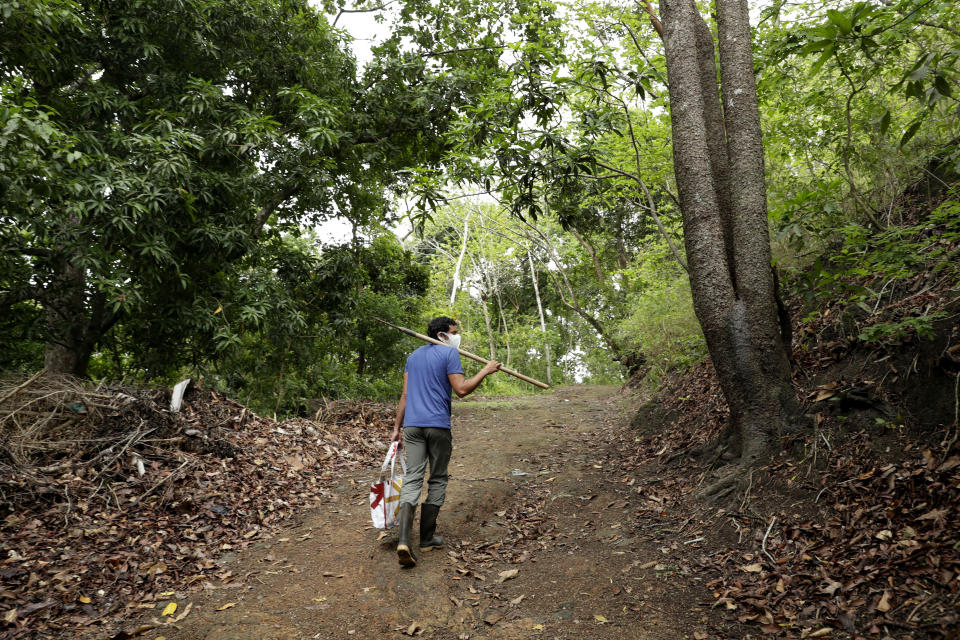 Biologist Dumas Galvez walks along a trail in a forest near his home while looking for ant nests in Paraiso, Panama, Tuesday, April 13, 2021. With plenty of time to review existing literature on ants during the new cornavirus pandemic lockdown, he's now studying the interaction of ants and a small predatory frog. (AP Photo/Arnulfo Franco)