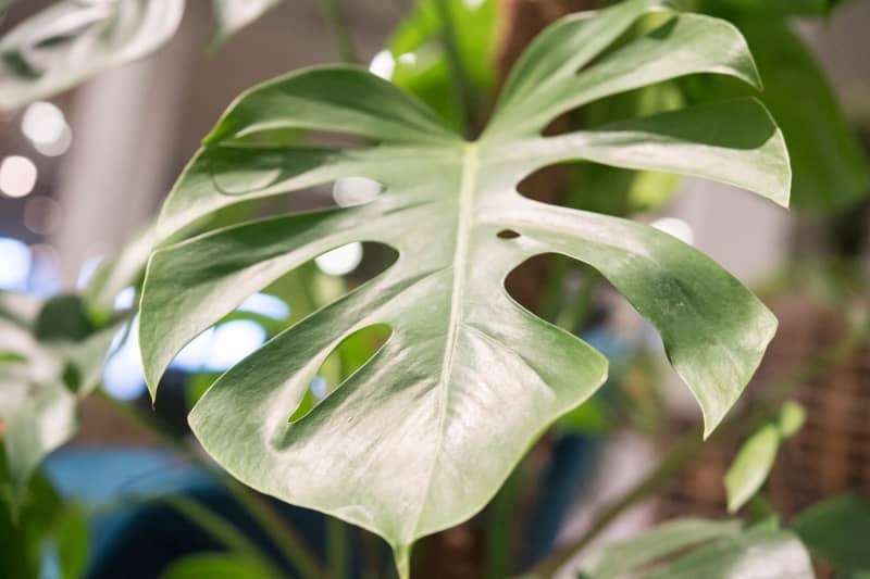 "Doing sustainable gardening helped me kind of put myself back together," saw Lawson who started healing others, creating an oasis of space with plants such as the monstera. Robert Günther/dpa-tmn