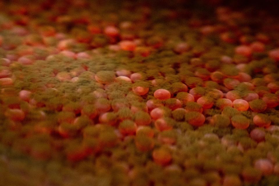 Spring chinook eggs in the incubation room Sept. 26, 2023, at the Cherry Lane Fish Hatchery near Lewiston, Idaho.