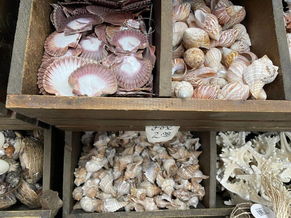 Those looking to buy beach souvenirs can find all types of seashells at the Gay Dolphin on Ocean Boulevard.