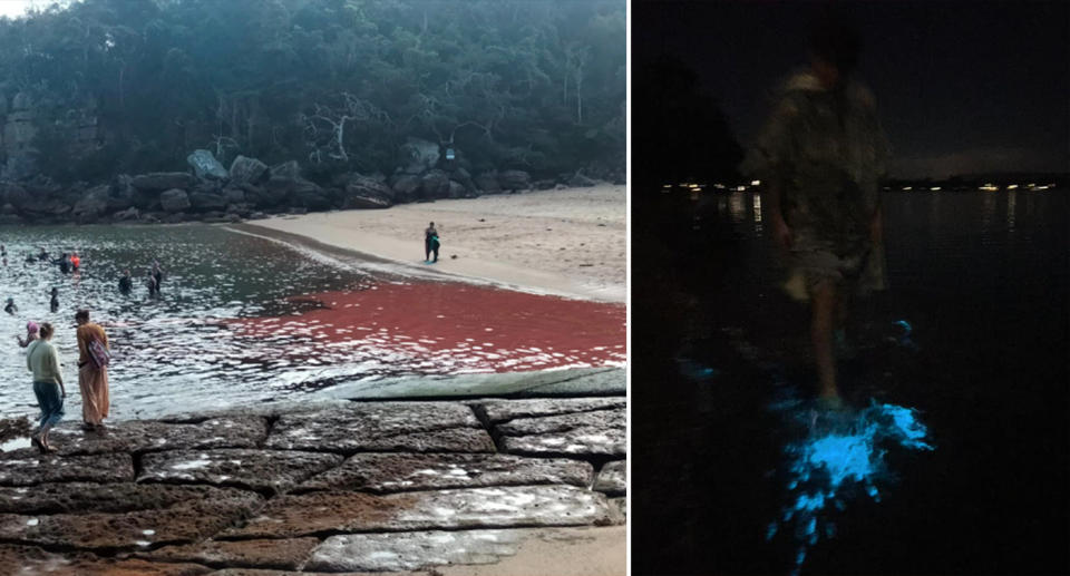 The red water at Shelly Beach in Manly with locals swimming nearby. The bioluminescent blue water being kicked by someone at night.