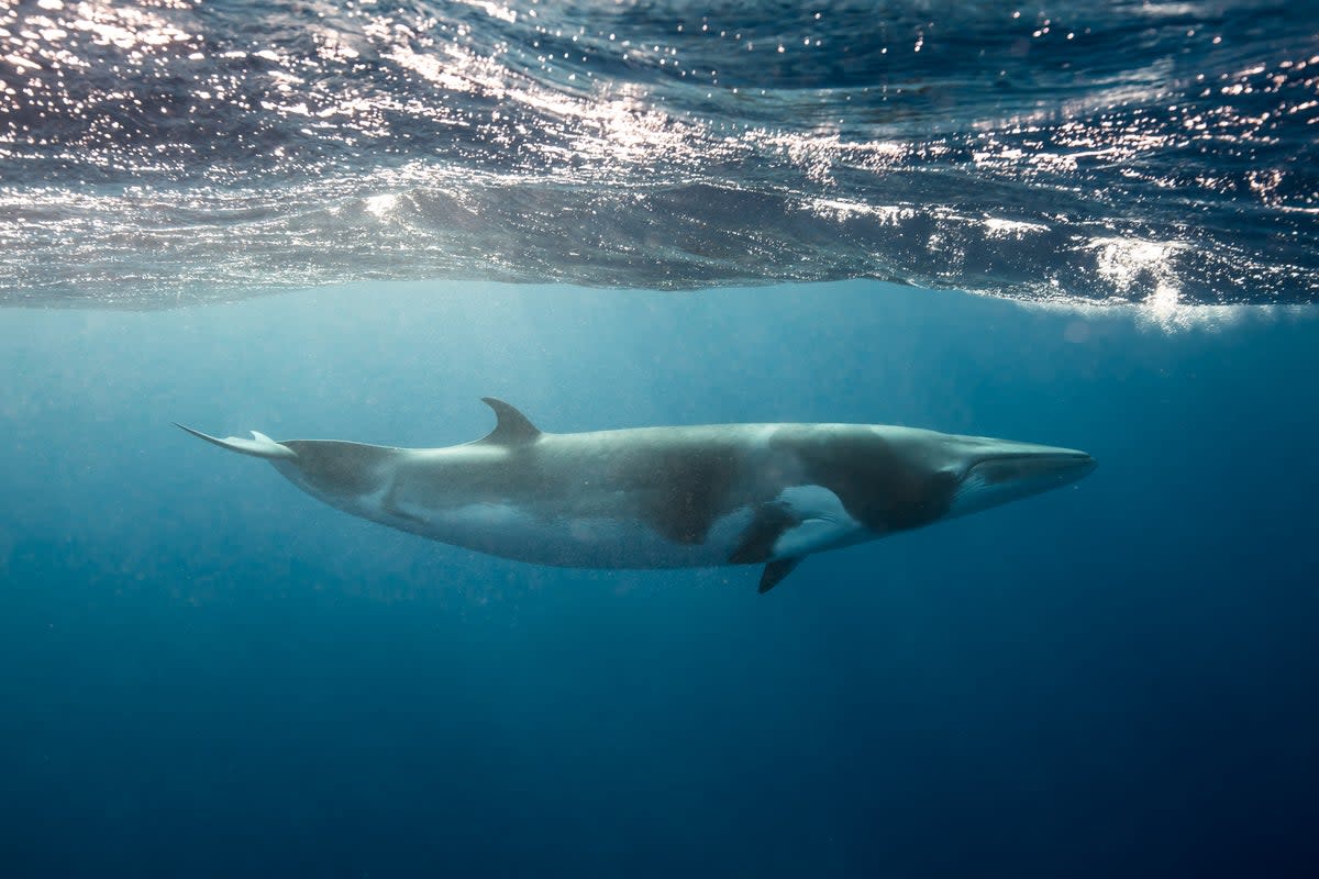 Keen to get friendly with a minke whale? This could be the holiday for you (Getty Images/iStockphoto)