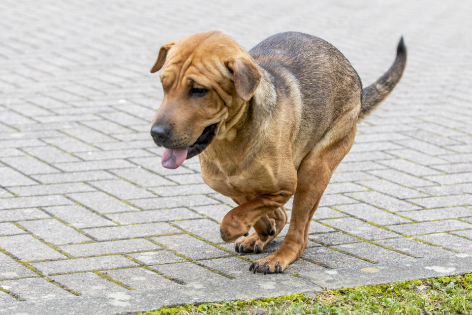 Shar Pei puppy