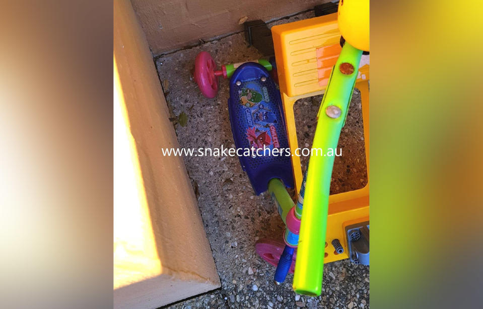 Spot the snake hiding in this Annerley Brisbane Queensland backyard.