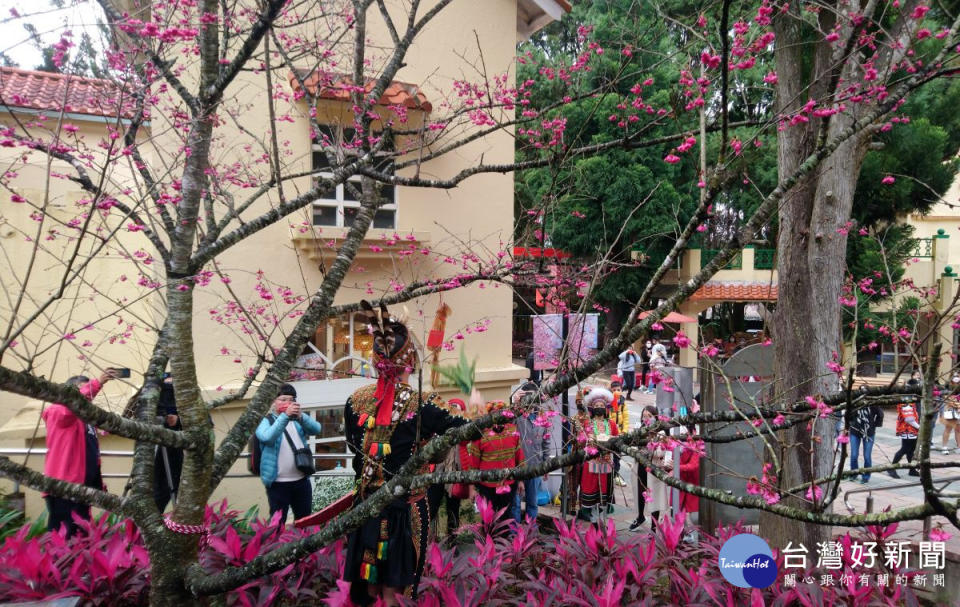 櫻花供養的儀式，很特別的透過大祭師在樹上綁上魷魚乾誘鳥，然後以茶、米酒奉祭櫻花。（記者吳素珍攝）