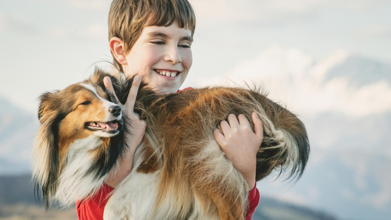 Shetland Sheepdog