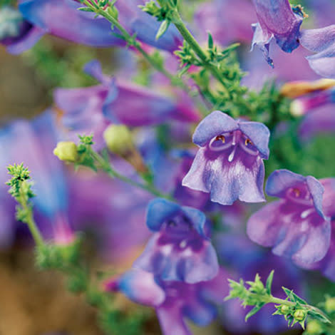 Penstemon