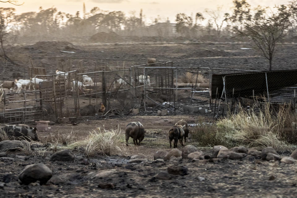 Animals at a burned ranch in Lahaina, Hawaii, on Aug. 10, 2023. (Mengshin Lin for The Washington Post via Getty Images)