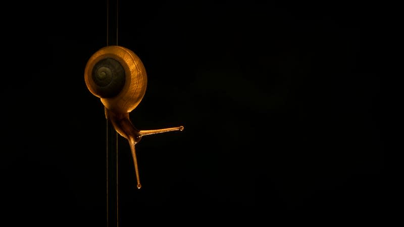 A common snail on a blade of grass.