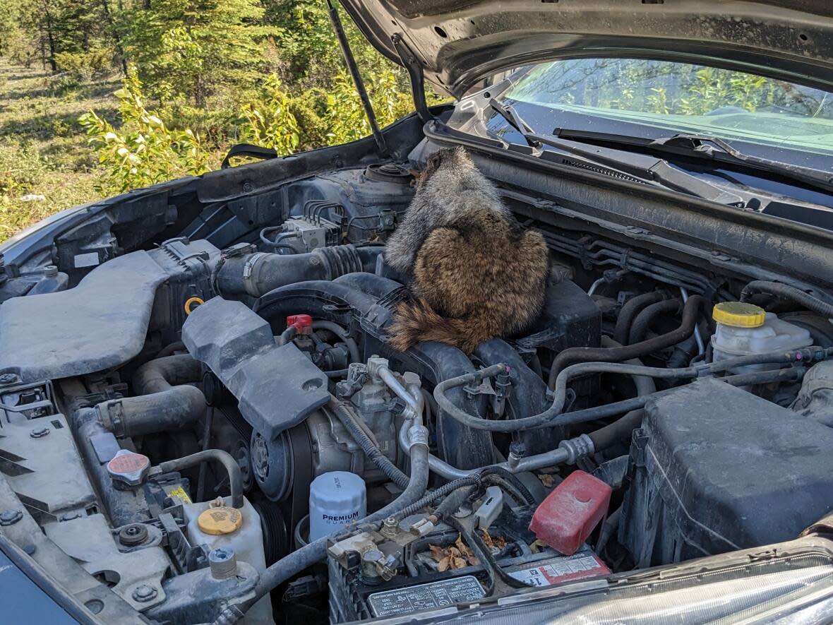 After warning lights flashed on the dashboard, Vincent Bouchard pulled over to find a marmot had crawled into the engine. (Submitted by Vincent Bouchard - image credit)