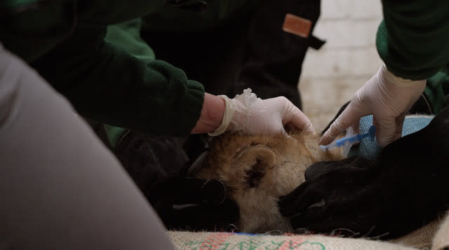 Adorable lion cubs receive first health check
