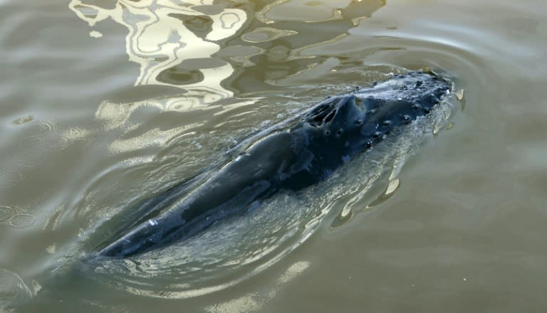 A stranded whale is seen at Puerto Madero harbour in Buenos Aires on August 3, 2015