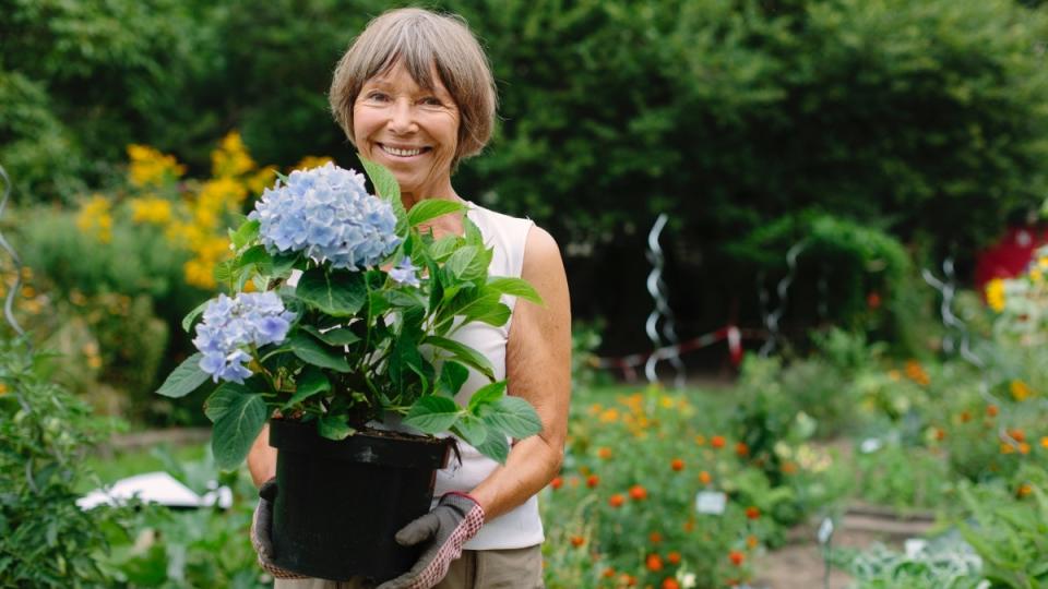 A mature woman holding a planter of hydrangeas at her waist to avoid gardening pain