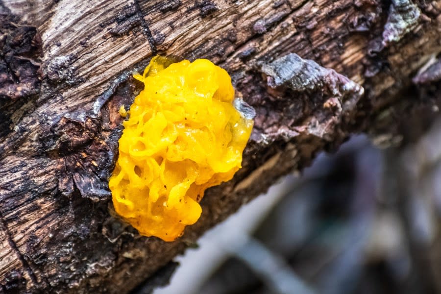 Witches’ butter (Tremella mesenterica) growing on a tree trunk in the forests of Marin County, north San Francisco Bay Area, California