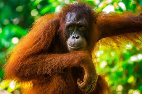 Female orangutan - Credit: Getty